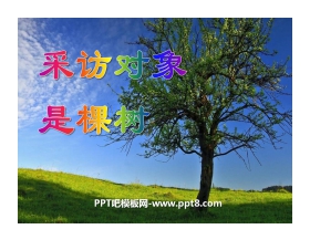 《采访对象是棵树》PPT课件3