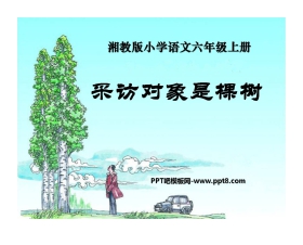 《采访对象是棵树》PPT课件4