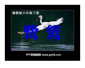 《鹭鸶》PPT课件