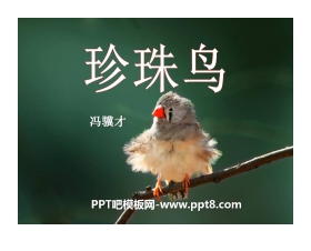 《珍珠鸟》PPT课件15