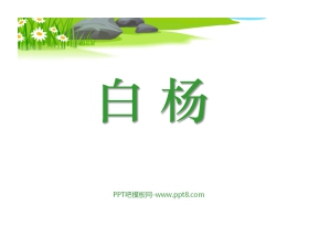 《白杨》PPT课件11