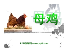 《母鸡》PPT课件8