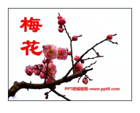 《梅花》PPT课件