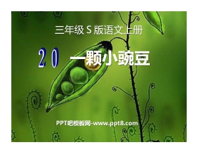 《一颗小豌豆》PPT课件7