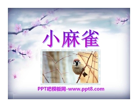 《小麻雀》PPT课件4