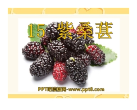 《紫桑葚》PPT课件