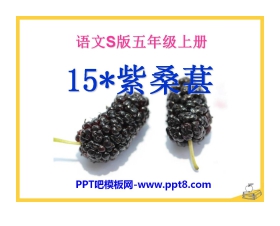 《紫桑葚》PPT课件2