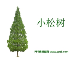 《小松树》PPT课件2