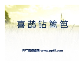 《喜鹊钻篱笆》PPT课件2