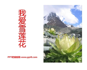 《我爱雪莲花》PPT课件2