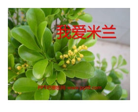 《我爱米兰》PPT课件2