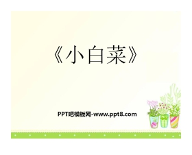 《小白菜》PPT课件