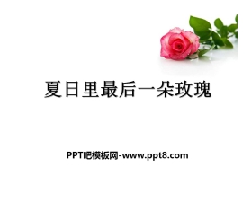 《夏日里最后一朵玫瑰》PPT课件2