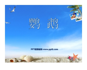 《鹦鹉》PPT课件