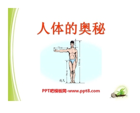 《人体的奥秘》PPT课件2