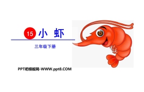 《小虾》PPT课件下载