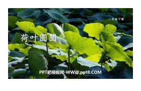 《荷叶圆圆》PPT教学课件