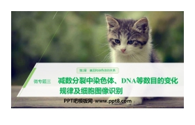 《微专题三　减数分裂中染色体、DNA等数目的变化规律及细胞图像识别》基因和染色体的关系PPT