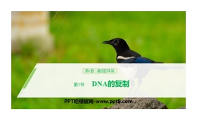 《DNA的复制》基因的本质PPT