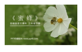 《蜜蜂》PPT课件下载