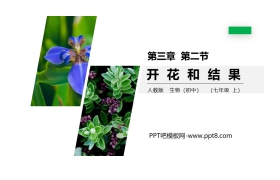 《开花和结果》PPT精品课件