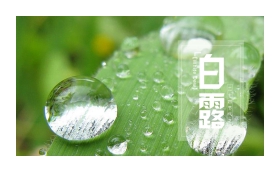 露珠背景的白露节气介绍PPT模板