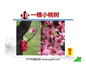 《一棵小桃树》PPT优质课件