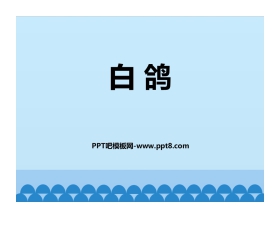 《白鸽》PPT课件下载