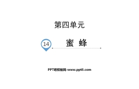 《蜜蜂》PPT教学课件