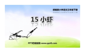 《小虾》PPT课文课件